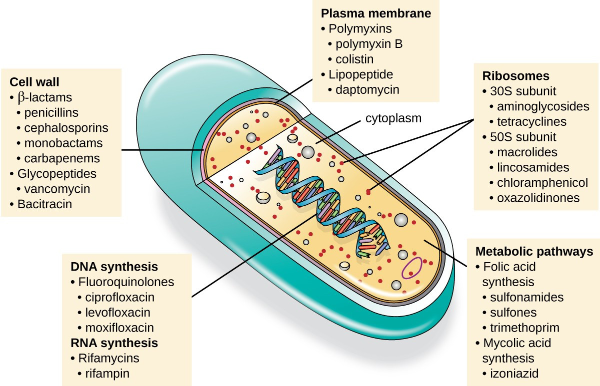 mechanism